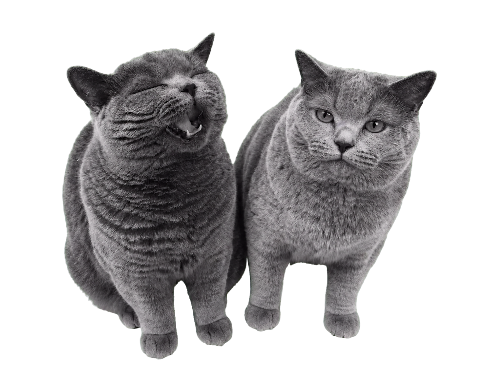 Frieda & Pablo